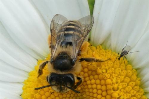 Andrena flavipes